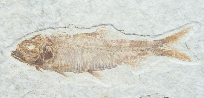 Knightia Fossil Fish - Wyoming #7550